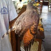 Roadside Hawk