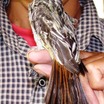 Streaked Flycatcher