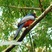 Blue-crowned Trogon
