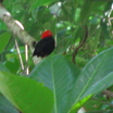 Red-capped Manakin