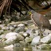 Fasciated Tiger-Heron