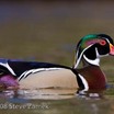 Wood Duck