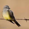 Western Kingbird