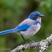 Western Scrub-Jay