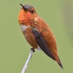 Rufous Hummingbird