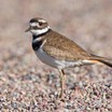 Killdeer