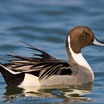 Northern Pintail