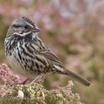 Song Sparrow
