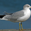Ring-billed Gull