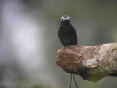 Taken at Jocotoco's, Canade Reserve, Ecuador