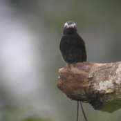 Taken at Jocotoco's, Canade Reserve, Ecuador
