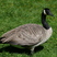 Canada Goose at Stanley Park, Vancouver.