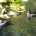Wood Duck pair at Beaver Lake in Stanley Park, Vancouver.