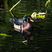 Male Wood Duck at Beaver Lake in Stanley Park, Vancouver.