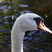 Mute Swan at Lost Lagoon Lake in Stanley Park, Vancouver.