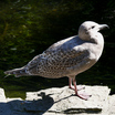 A very young Glaucous-Winged Gull at Stanley Park, Vancouver. 