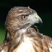 Male Red-Tailed Hawk at Coal Harbour park in Vancouver.