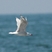 Audouin's Gull