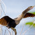 Anhinga