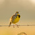 Eastern Meadowlark