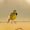 Eastern Meadowlark