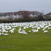 Oct 2007 Snow Geese in Richmond BC Canada school field.
Today Oct 17 2008 several hundred returned this morning.