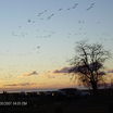 07 Richmond BC Canada
Sunset flight coming in