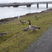 Jan 08 Geese along the Fraser River Richmond BC Canada Pretty tame.