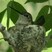 Broad-tailed Hummingbird
