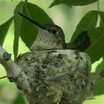 Broad-tailed Hummingbird