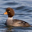 Barrow's Goldeneye