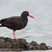 Black Oystercatcher