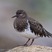 Black Turnstone