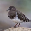 Black Turnstone