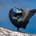 Brandt's Cormorant