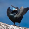 Brandt's Cormorant