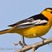 Bullock's Oriole