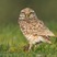 Burrowing Owl