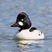 Common Goldeneye
