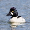 Common Goldeneye