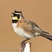 Horned Lark