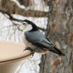 White-tailed Nuthatch