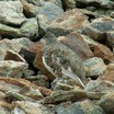 White-tailed Ptarmigan