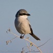 Loggerhead Shrike