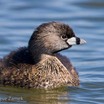 Pied-billed Grebe