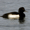 Tufted Duck