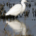 Little Egret