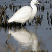 Little Egret