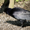 Rook
