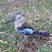 Blue-winged Kookaburra